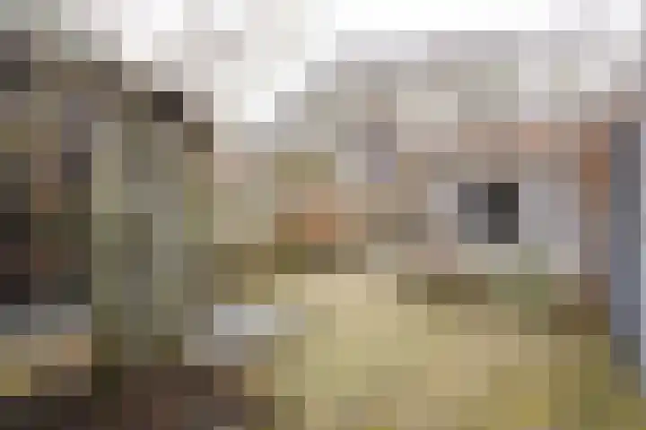 Hemelsley 97 Sittard thumbnail 34