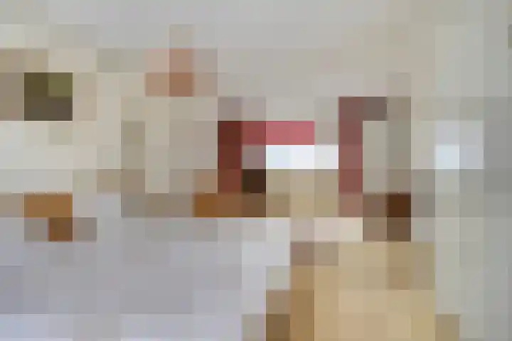 Hemeltjenskampweg 15 Diepenveen thumbnail 16