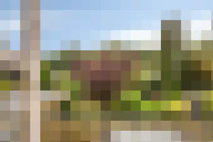 Hemeltjenskampweg 15 Diepenveen thumbnail 18