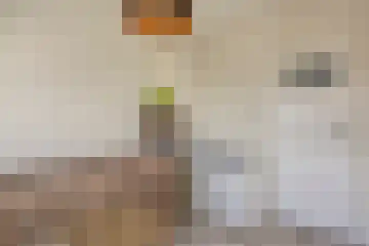 Hendrik Chabotstraat 20 Rosmalen thumbnail 25