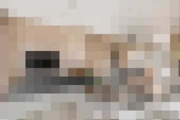 Hendrik van Hamontstraat 44 Schijndel thumbnail 5