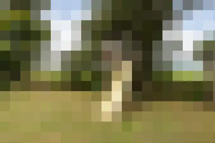 Hendrikus Zomerweg 9 Alteveer gem Hoogeveen thumbnail 44