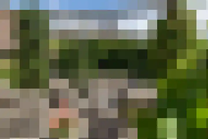 Henegouwen 4 Steenbergen thumbnail 42