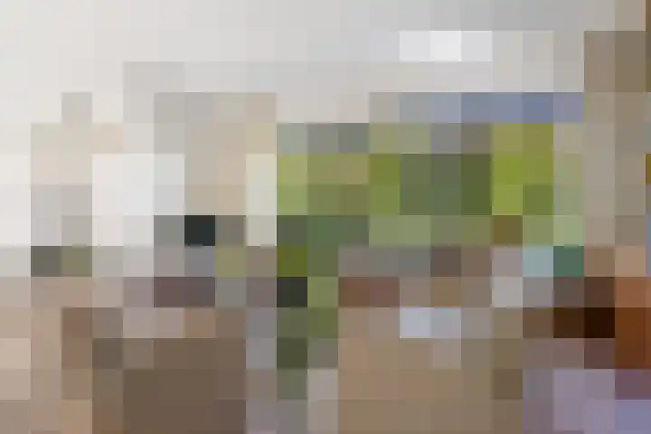 Henegouwenlaan 9 Etten-Leur thumbnail 10