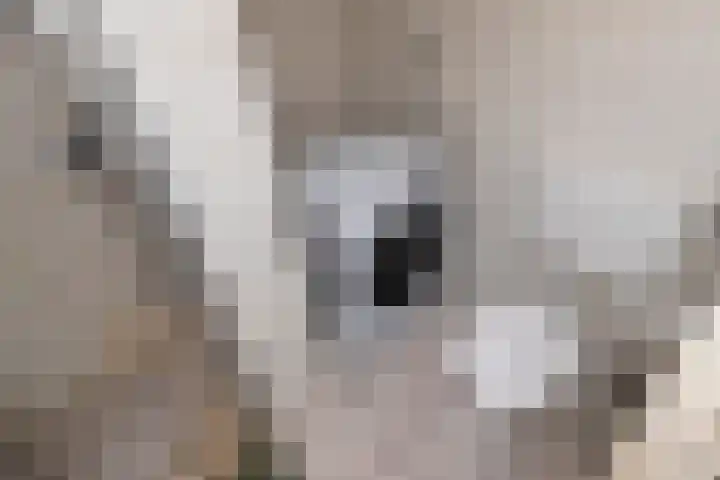 Hengelolaan 965 Den Haag thumbnail 15