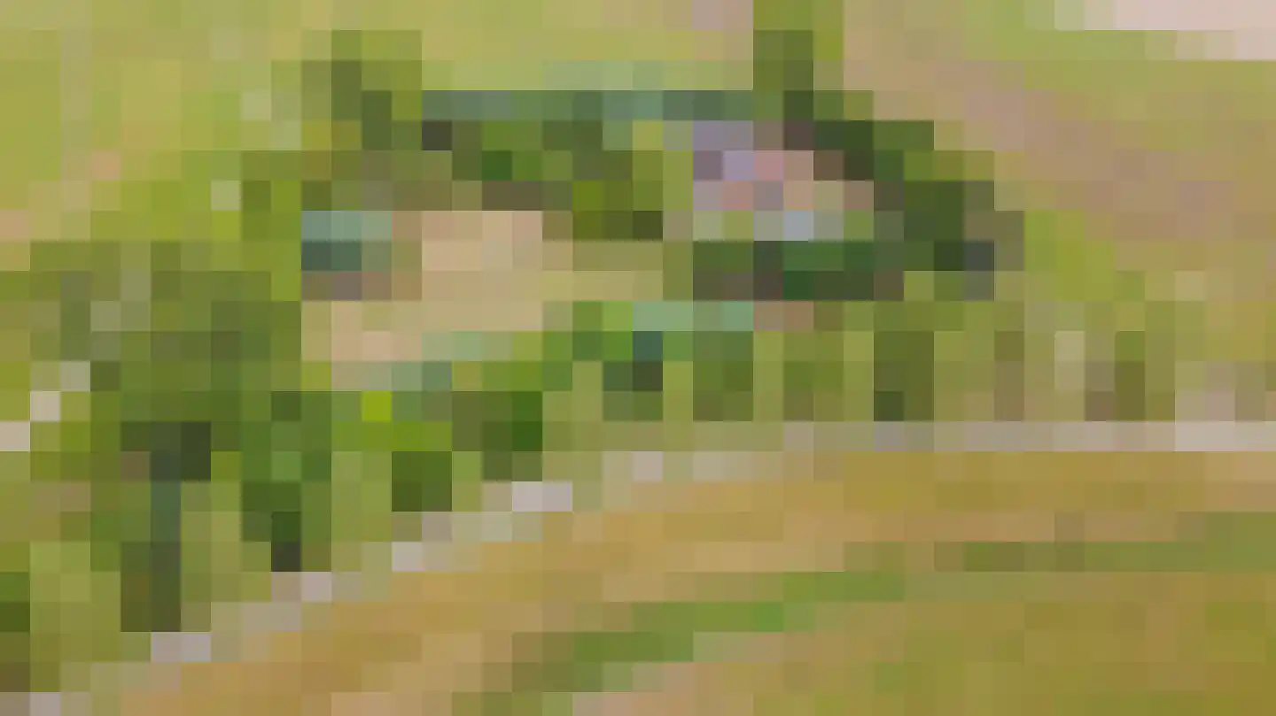 Hengstdijksekeiweg 4 Hengstdijk thumbnail 42