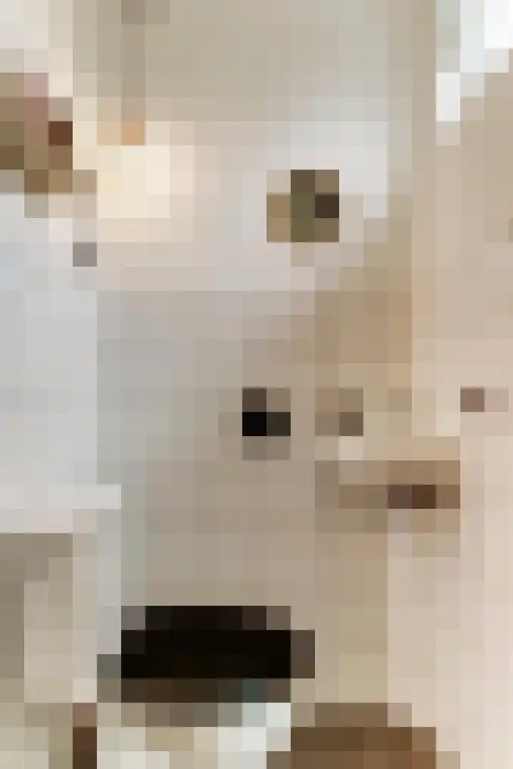 Henri Viottastraat 9 Dieren thumbnail 12
