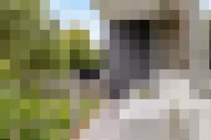 Henriëtte Roland Holsthof 68 Weesp thumbnail 4