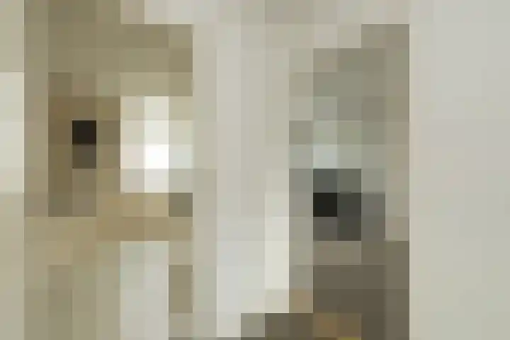 Henriette Roland Holstlaan 11 Lisse thumbnail 34