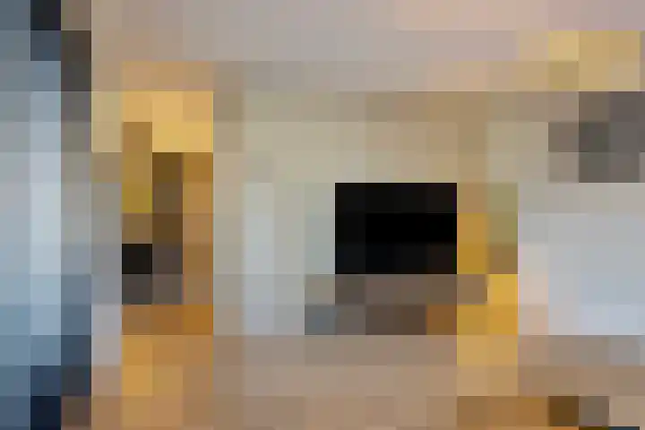 Heraut 14 Oss thumbnail 10