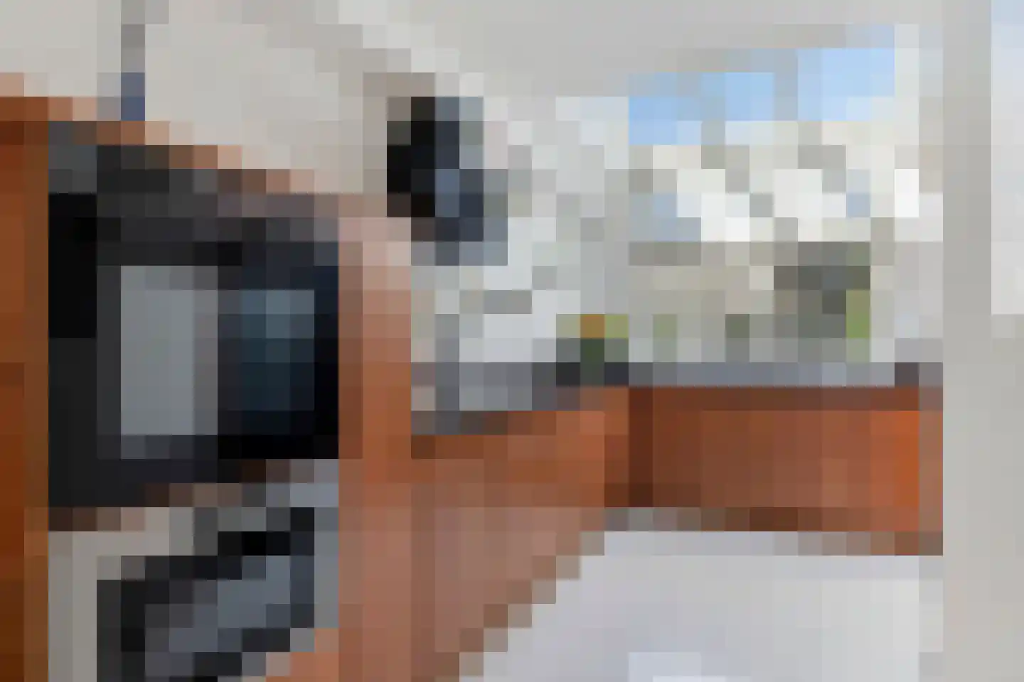 Heraut 6 Oss thumbnail 15