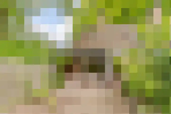 Herdersveld 18 Geldrop thumbnail 4