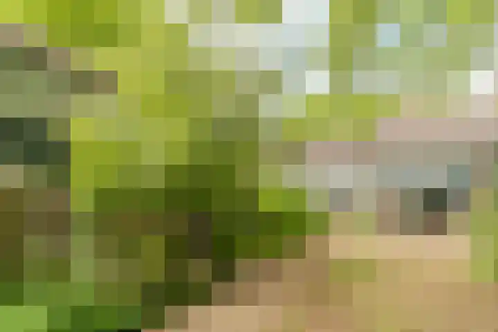 Herdersveld 18 Geldrop thumbnail 42
