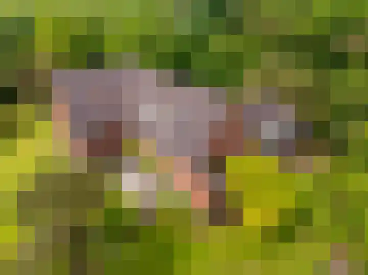 Herenlaan 2 IJmuiden thumbnail 4