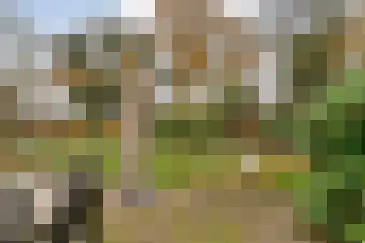 Herenstraat 70 Slagharen thumbnail 34