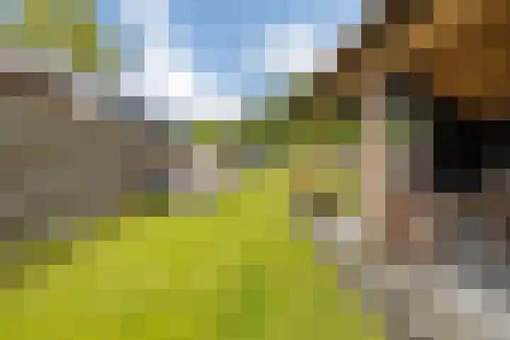 Hereweg 62 Bierum thumbnail 14