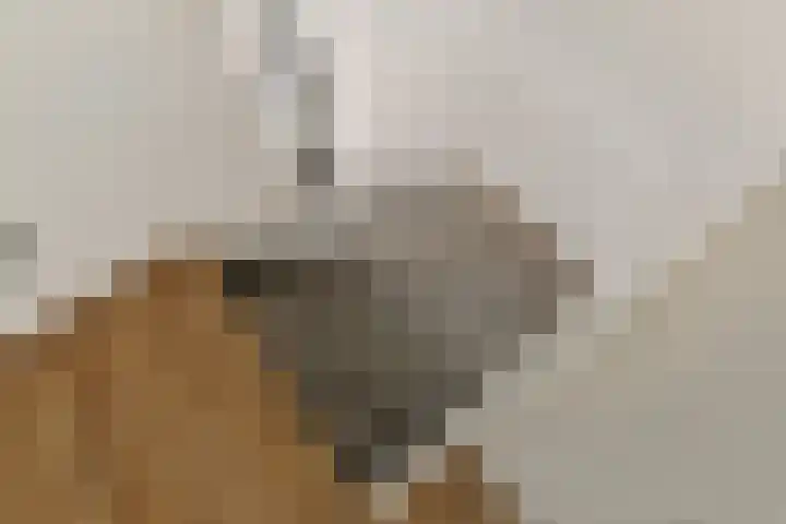 Hereweg 62 Bierum thumbnail 41
