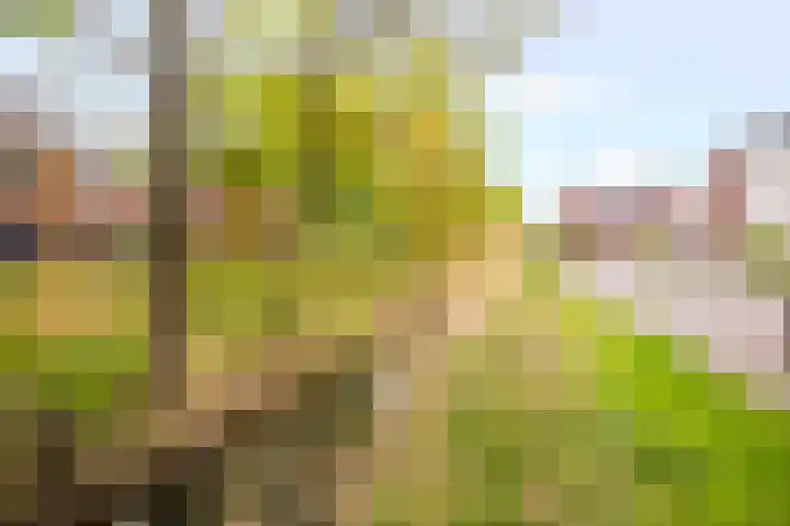 Herfsttooi 27 Arnhem thumbnail 36