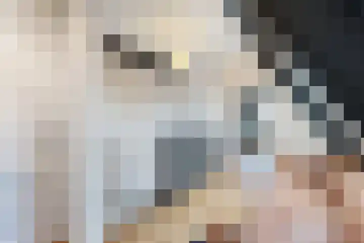 Herfstvlinder 10 Standdaarbuiten thumbnail 58