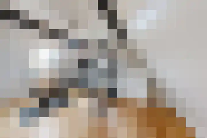 Herfstvlinder 10 Standdaarbuiten thumbnail 64