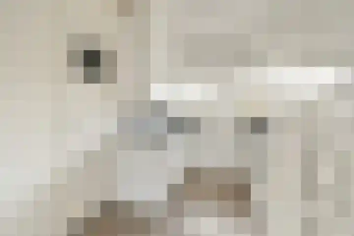 Heringa-State 19 Amsterdam thumbnail 6