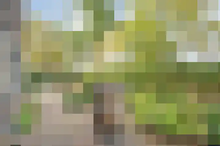 Heringhebrink 29 Dwingeloo thumbnail 30