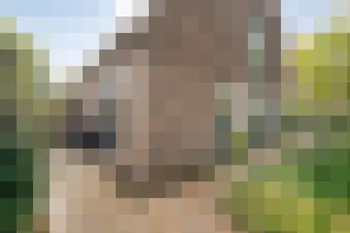 Heringhebrink 29 Dwingeloo thumbnail 31