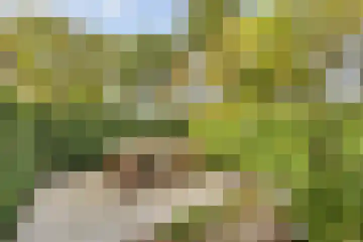 Heringhebrink 29 Dwingeloo thumbnail 32