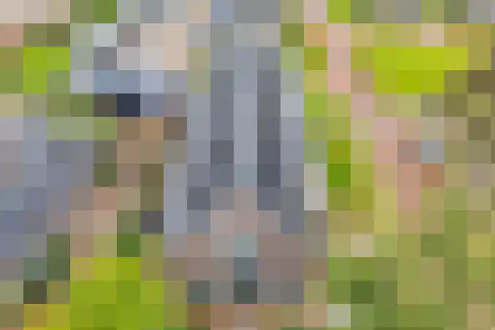 Heringhebrink 29 Dwingeloo thumbnail 38