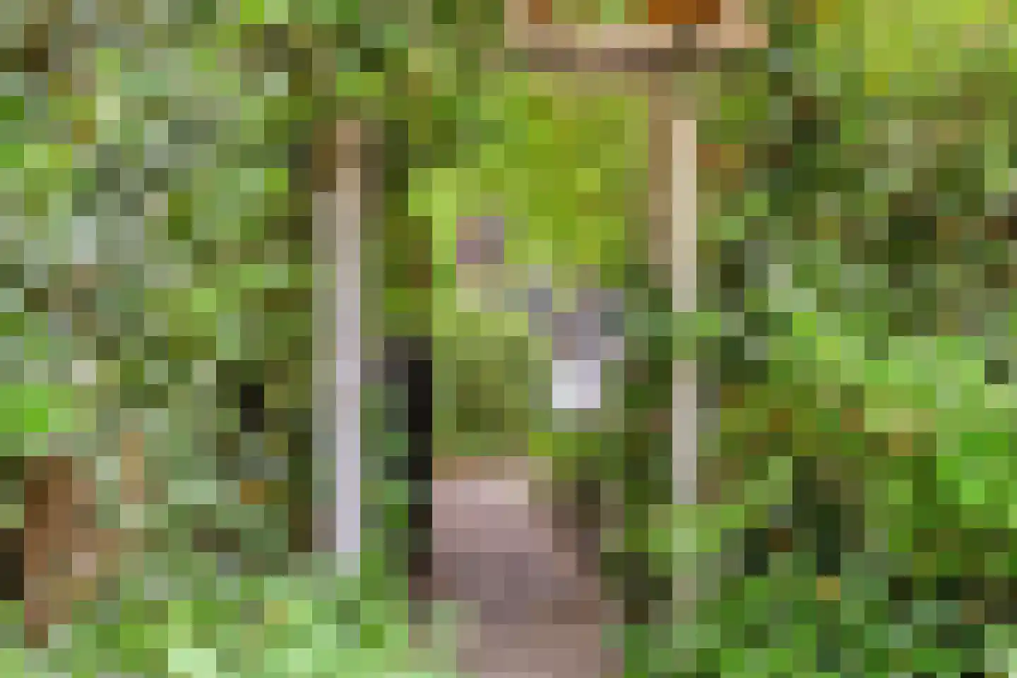 Hermanusweg 47 Schaijk thumbnail 24