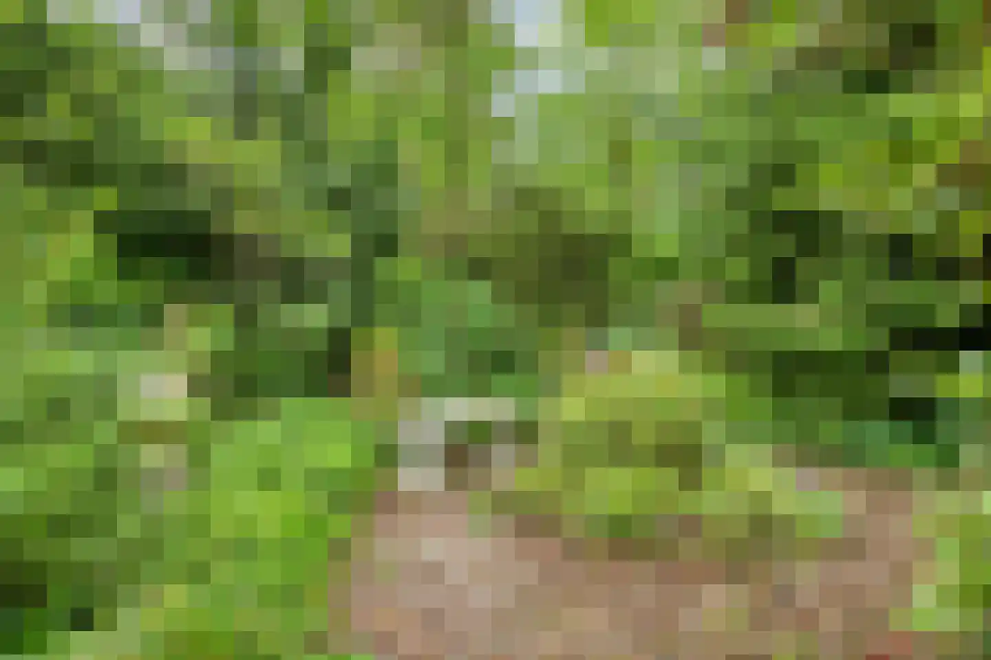 Hermanusweg 47 Schaijk thumbnail 31