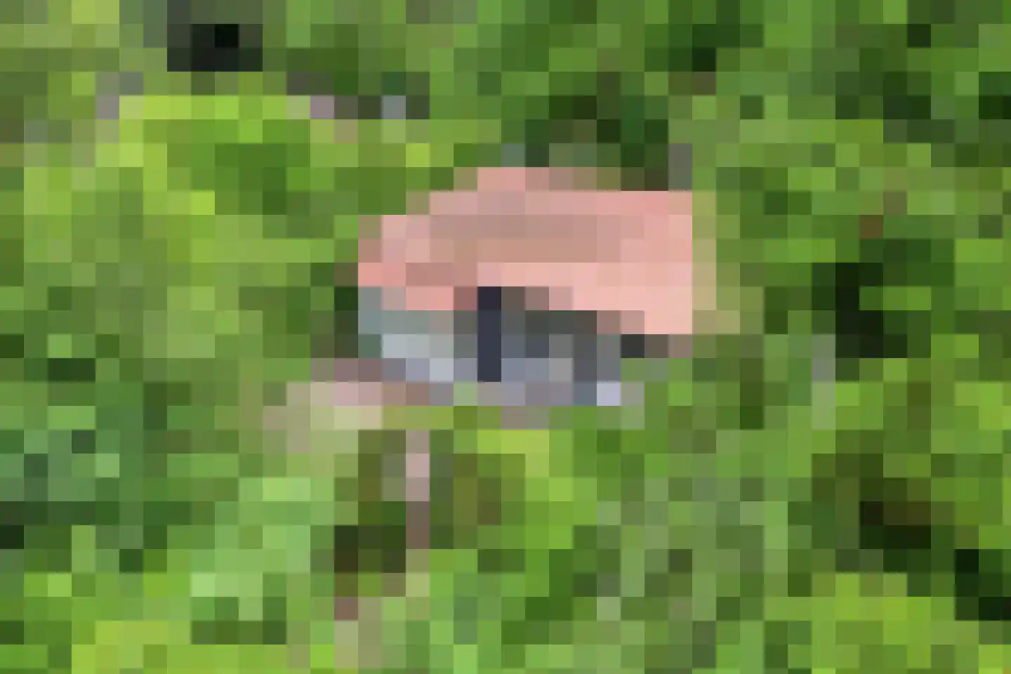 Hermanusweg 47 Schaijk thumbnail 32