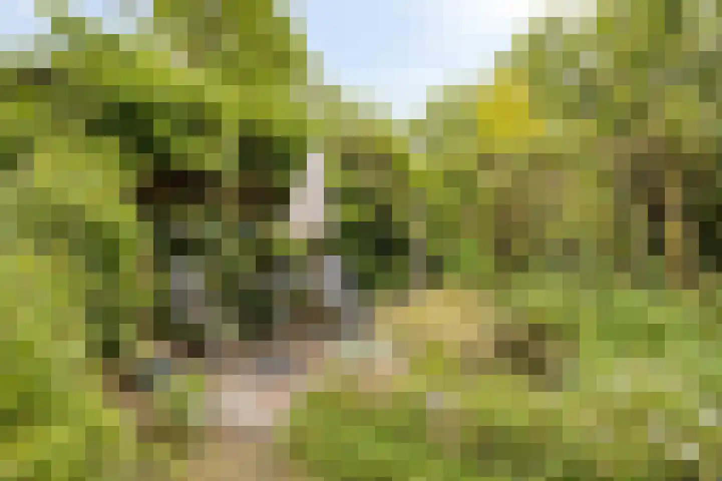 Hermanusweg 93 Schaijk thumbnail 22