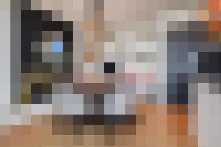 Hermelijn 11 's-Gravenzande thumbnail 6