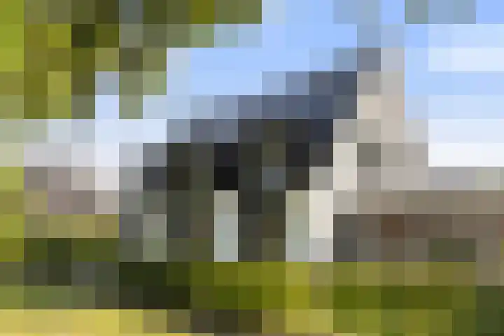 Hermelijn 25 Apeldoorn thumbnail 57