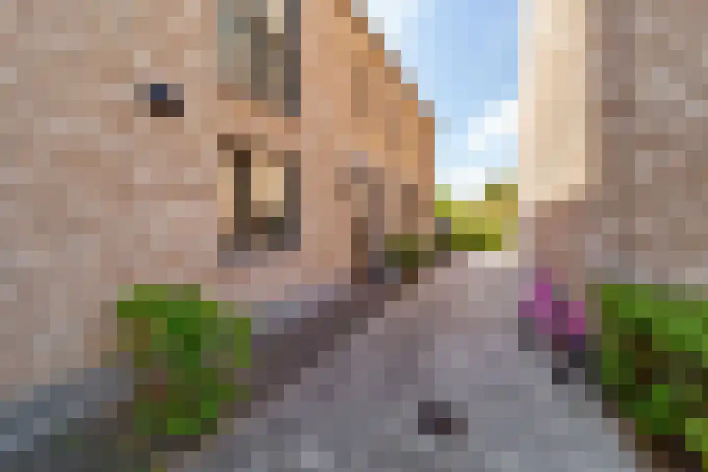 Hermelijn 27 's-Gravenzande thumbnail 33