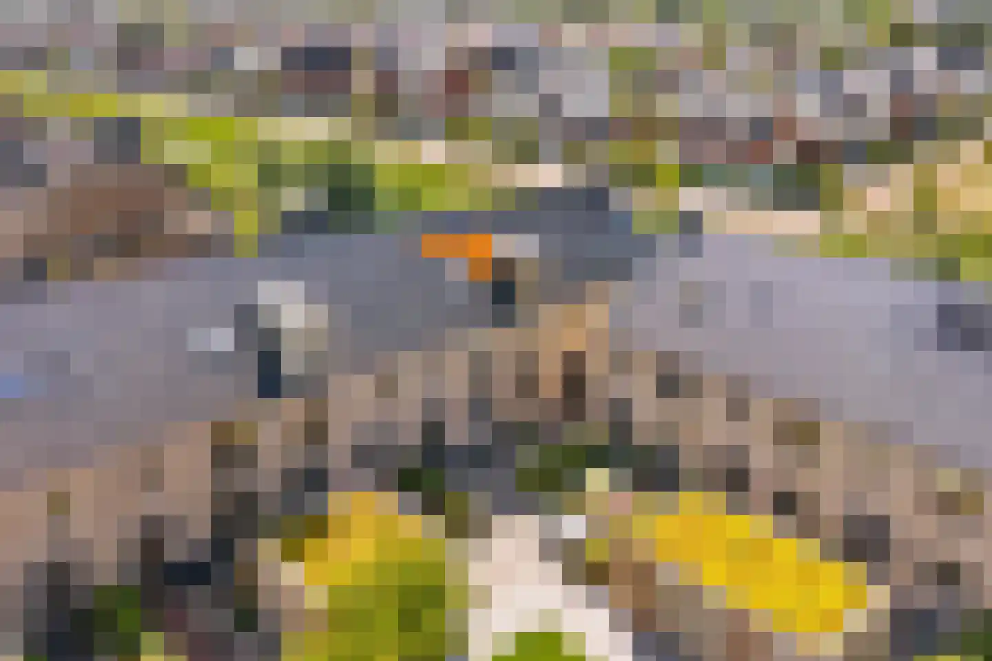 Hermelijn 27 's-Gravenzande thumbnail 5