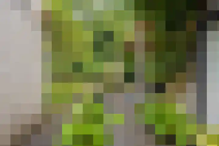 Hermelijnedreef 3 Oss thumbnail 61