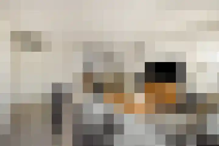 Hermelijnhage 49 Berlicum thumbnail 10