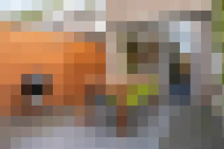 Hermelijnkwartier 34 Cuijk thumbnail 28