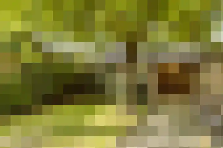 Hermelijnlaan 12 Waalre thumbnail 22