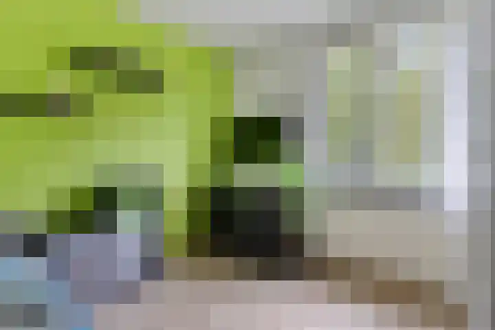 Hermelijnsingel 20 Bergen L thumbnail 15