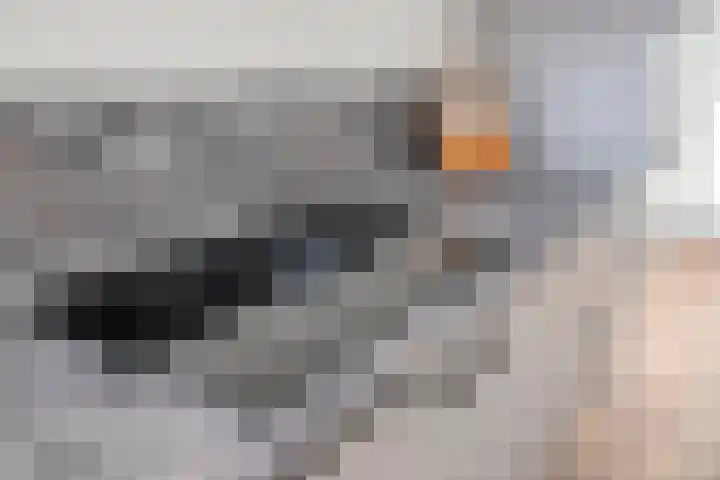 Hermelijnsingel 33 Bergen L thumbnail 15