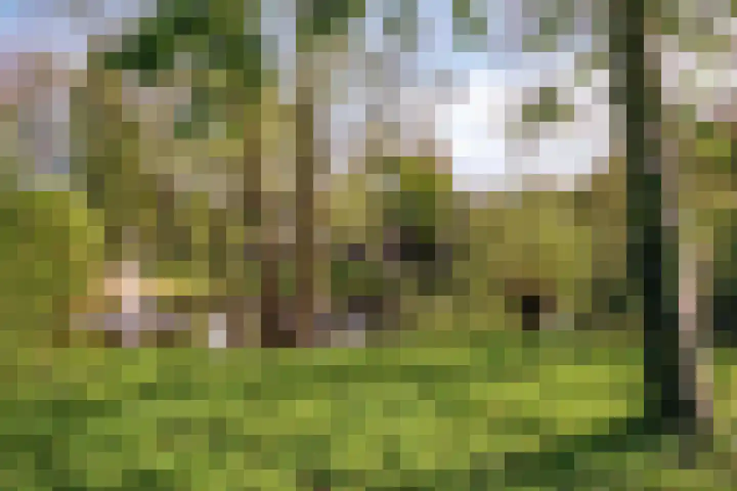 Hermelijnsingel 5 Bergen L thumbnail 38