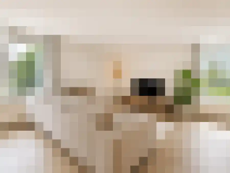 Hermelijnvlinder 101 Diemen foto 3