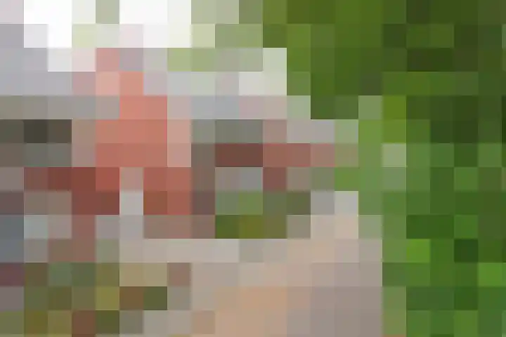 Hermelijnvlinder 31 Oosterhout thumbnail 41
