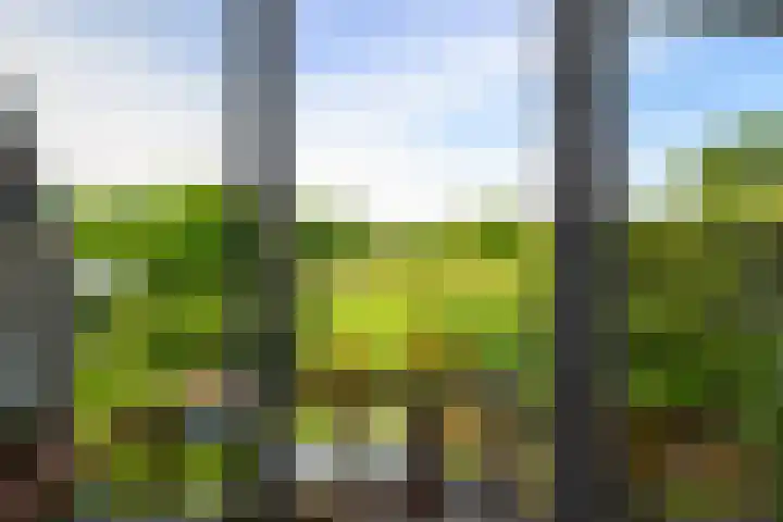 Hermelijnvlinder 36 Leiden thumbnail 13