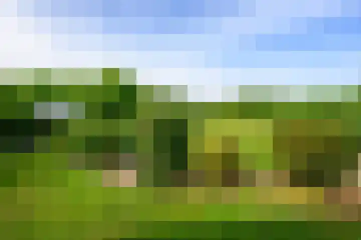 Hermelijnvlinder 36 Leiden thumbnail 16