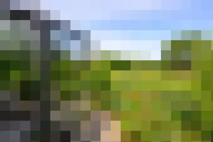Hermelijnvlinder 36 Leiden thumbnail 22