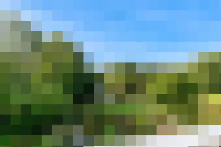 Hermelijnvlinder 62 Leiden thumbnail 35